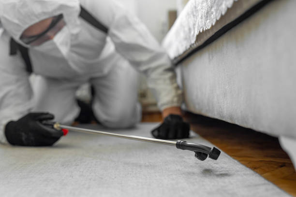 Professional Bed Bug Control technician working in Fort Pierce, FL